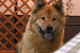 bessy_von_der_kupferburg