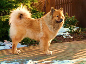 Sammy von der Hofener Rippe