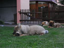 Bild 33