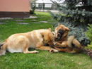 Bild 42