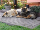 Bild 61