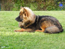 Bild 63