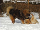 Bild 83