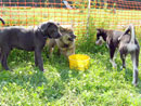 Bild 25