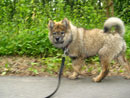 Bild 33