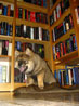 Bild 42
