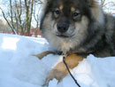 Bild 59
