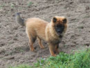 Bild 38