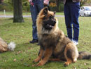 Bild 40