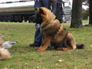 Bild 41