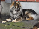 Bild 41